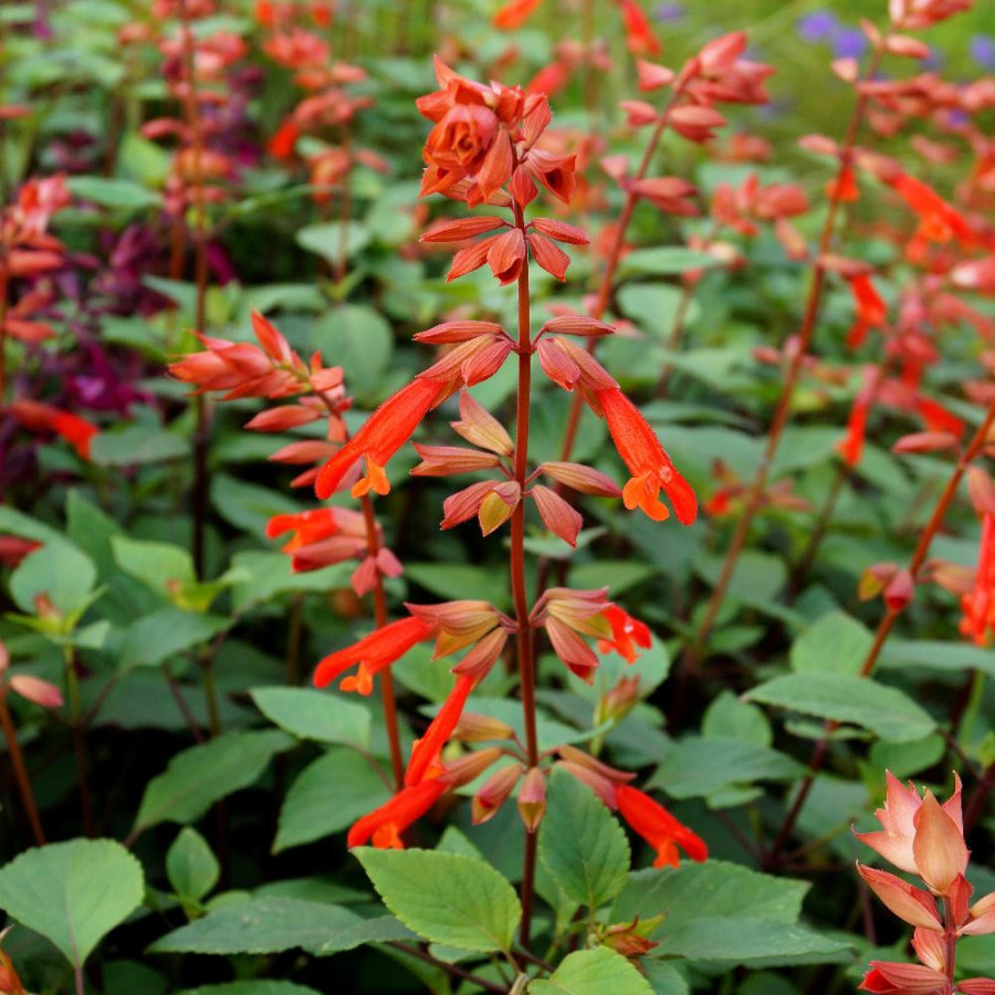SALVIA 'Ember's Wish'