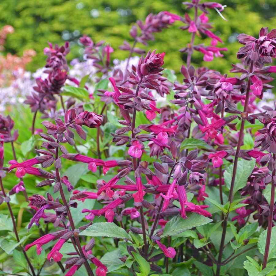 Plantes Vivaces SALVIA 'Love and Wishes' - Sauge en vente - Pépinière Lepage .