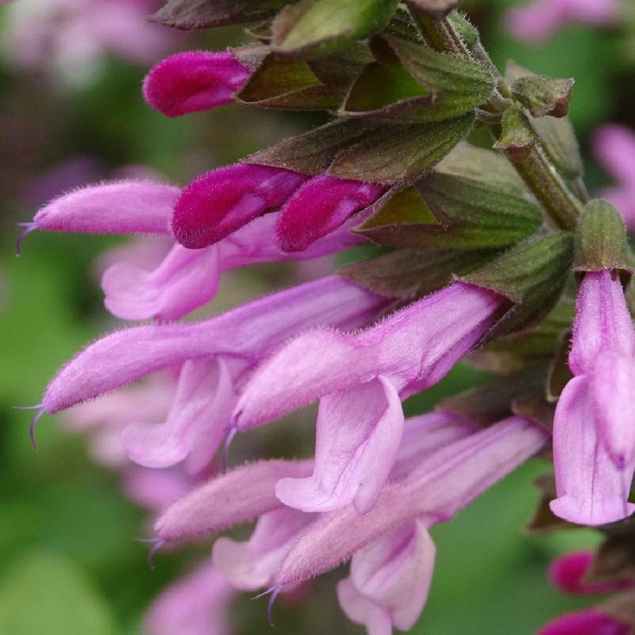 SALVIA 'Pink Amistad' ®