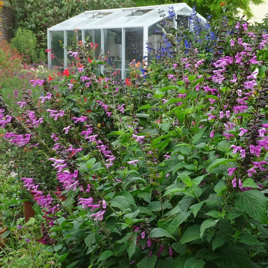 SALVIA 'Pink Amistad' ®