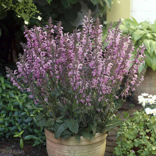 plantes-vivaces-salvia-pink-delight-R-sauge-en-vente-sauge-des-pres-en-vente-pepiniere-lepage-