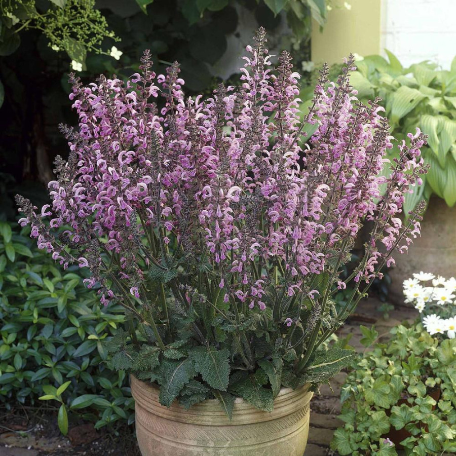 Plantes Vivaces SALVIA 'Pink Delight' ® - Sauge en vente - Sauge des prés en vente - Pépinière Lepage .