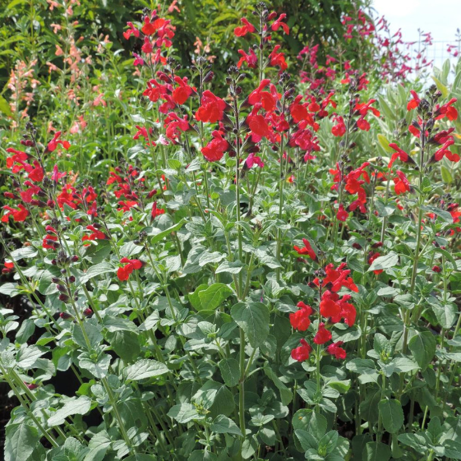 Plantes Vivaces SALVIA 'Royal Bumble' - Sauge en vente - Pépinière Lepage .