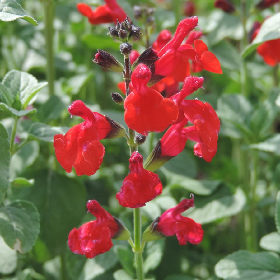 Plantes Vivaces SALVIA 'Royal Bumble' - Sauge en vente - Pépinière Lepage .