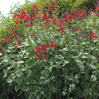 Plantes Vivaces SALVIA 'Royal Bumble' - Sauge en vente - Pépinière Lepage .
