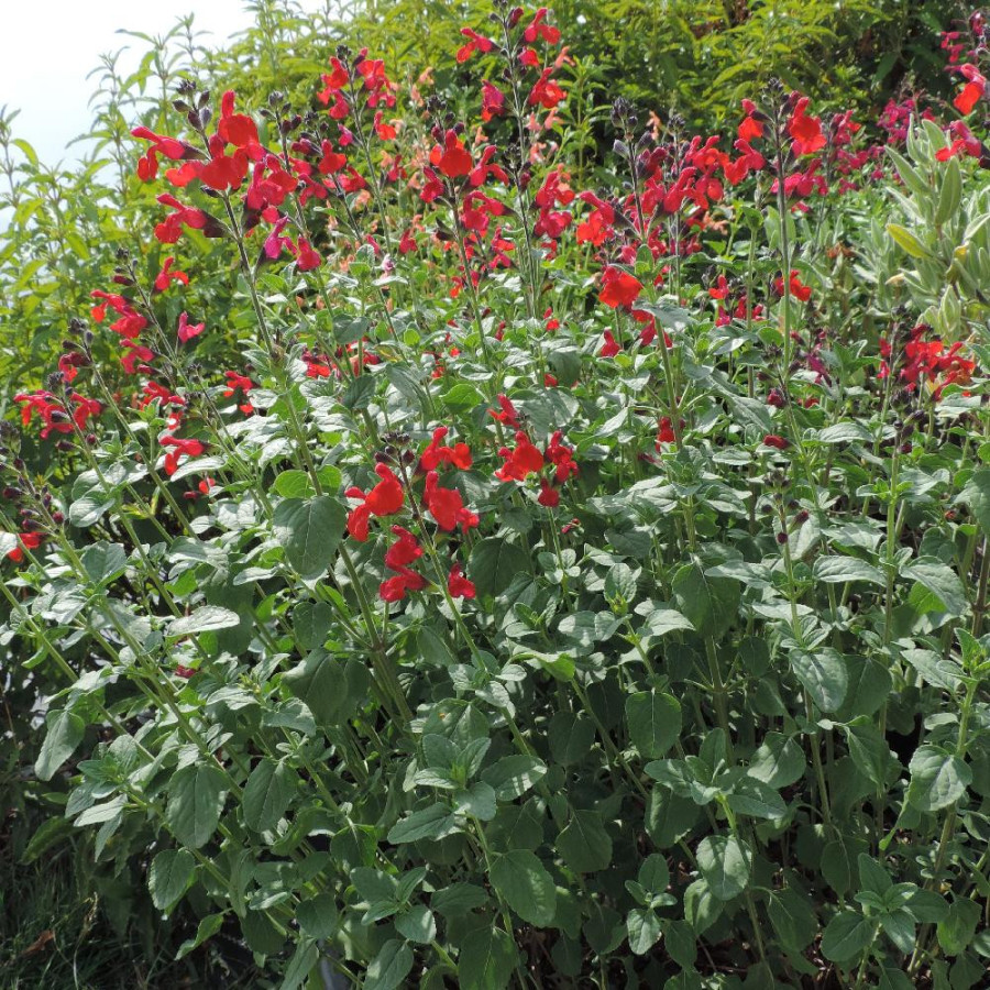Plantes Vivaces SALVIA 'Royal Bumble' - Sauge en vente - Pépinière Lepage .