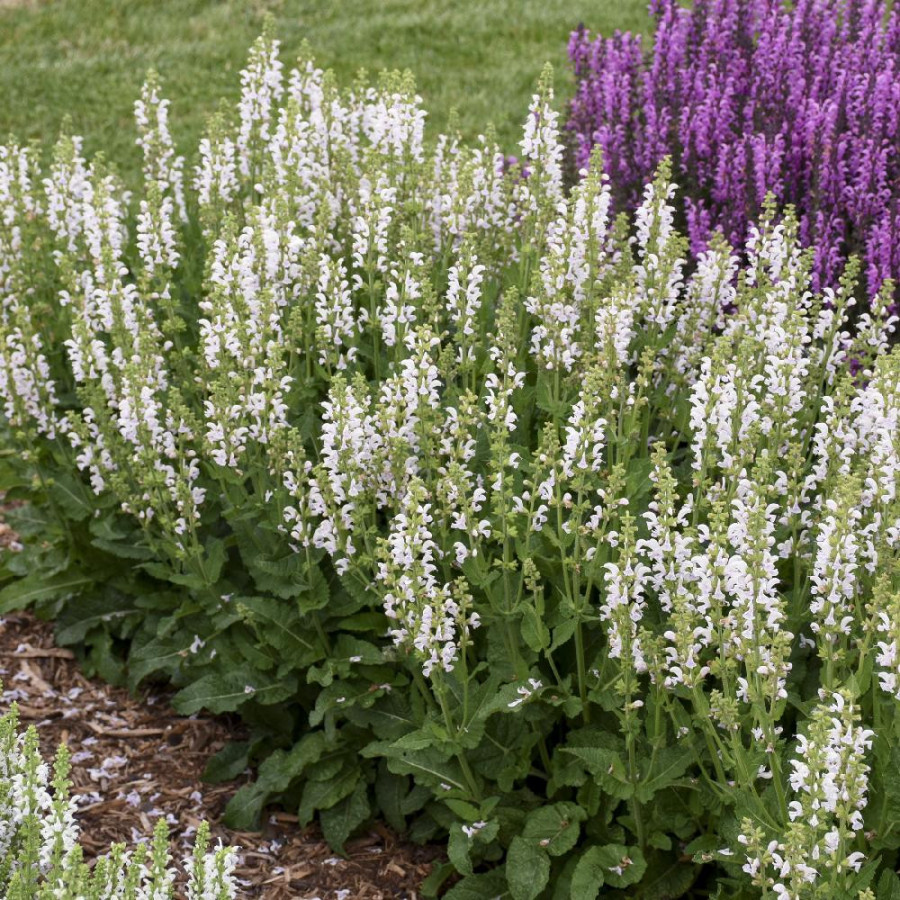 Plantes Vivaces SALVIA 'Snow Kiss' (Color Spires Series) - Sauge en vente - Pépinière Lepage .