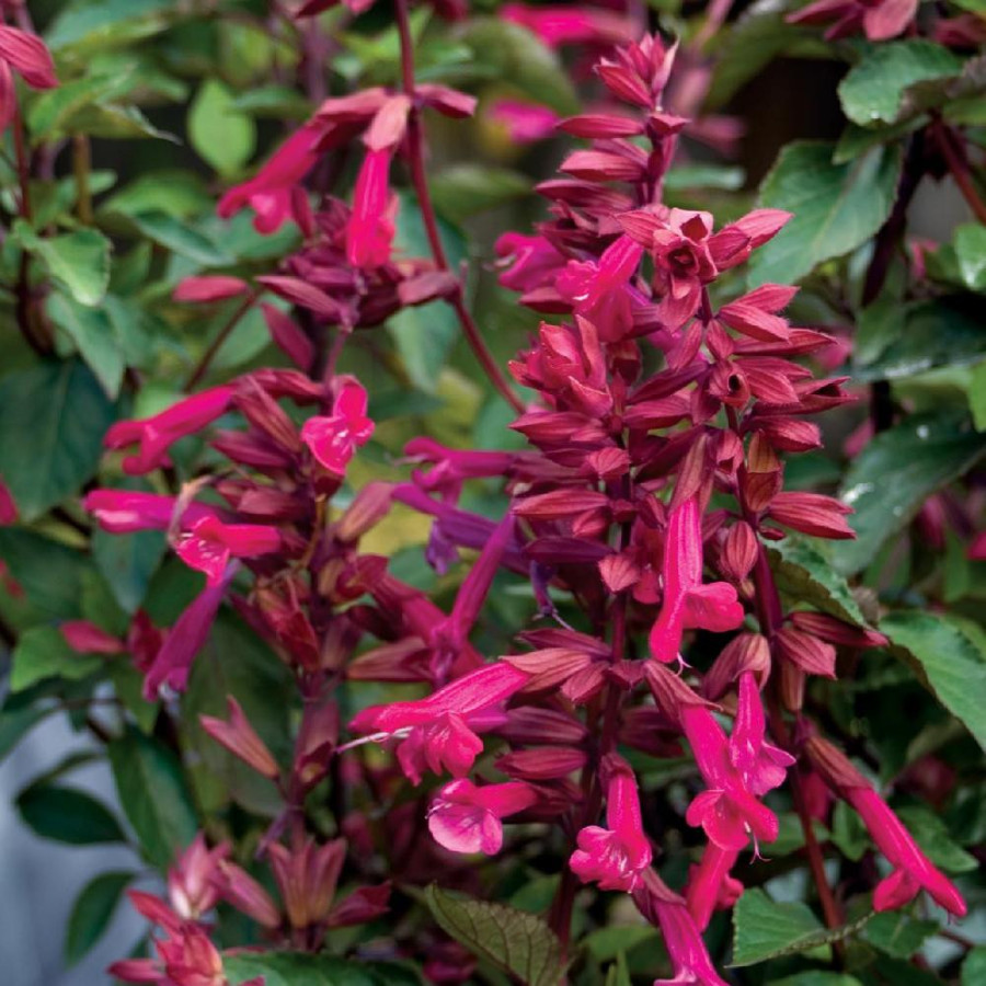 Plantes Vivaces SALVIA 'Wendy's Wish' - Sauge en vente - Pépinière Lepage .
