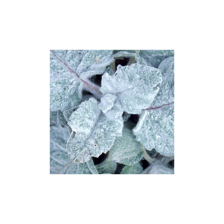 Plantes Vivaces SALVIA argentea - Sauge en vente - Pépinière Lepage .