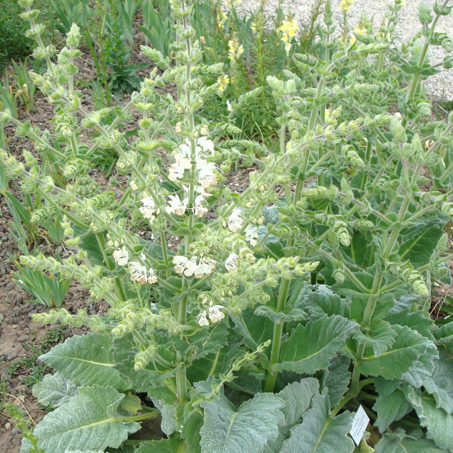 Plantes Vivaces SALVIA argentea - Sauge en vente - Pépinière Lepage .