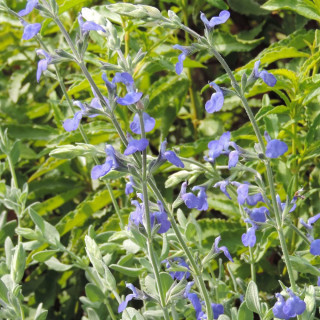 plantes-vivaces-salvia-chamaedryoides-var-isochroma-sauge-en-vente-pepiniere-lepage-