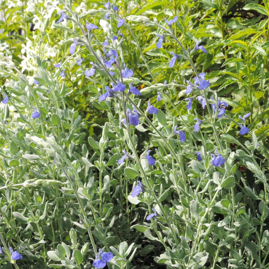 Plantes Vivaces SALVIA chamaedryoides var. isochroma - Sauge en vente - Pépinière Lepage .