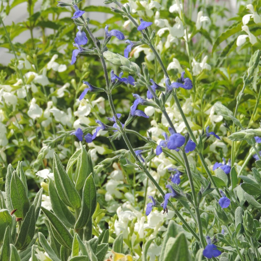 Plantes Vivaces SALVIA chamaedryoides var. isochroma - Sauge en vente - Pépinière Lepage .