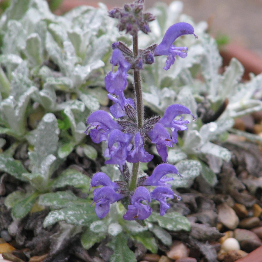 SALVIA cyanescens