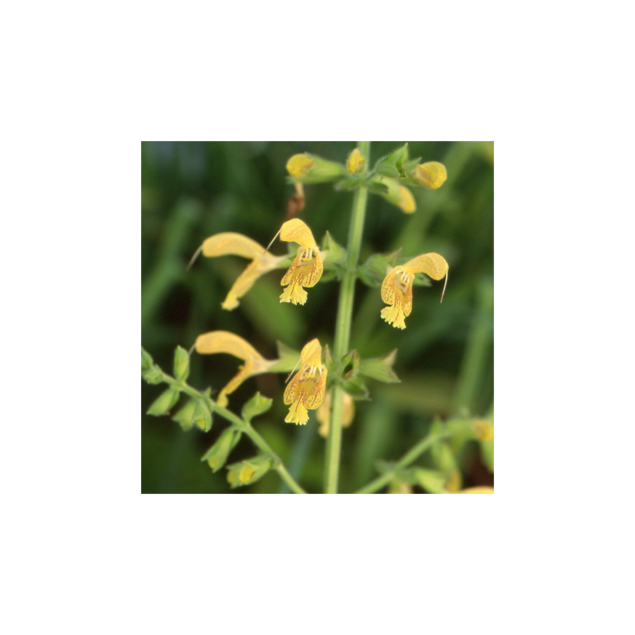 Plantes Vivaces SALVIA glutinosa - Sauge en vente - Pépinière Lepage .