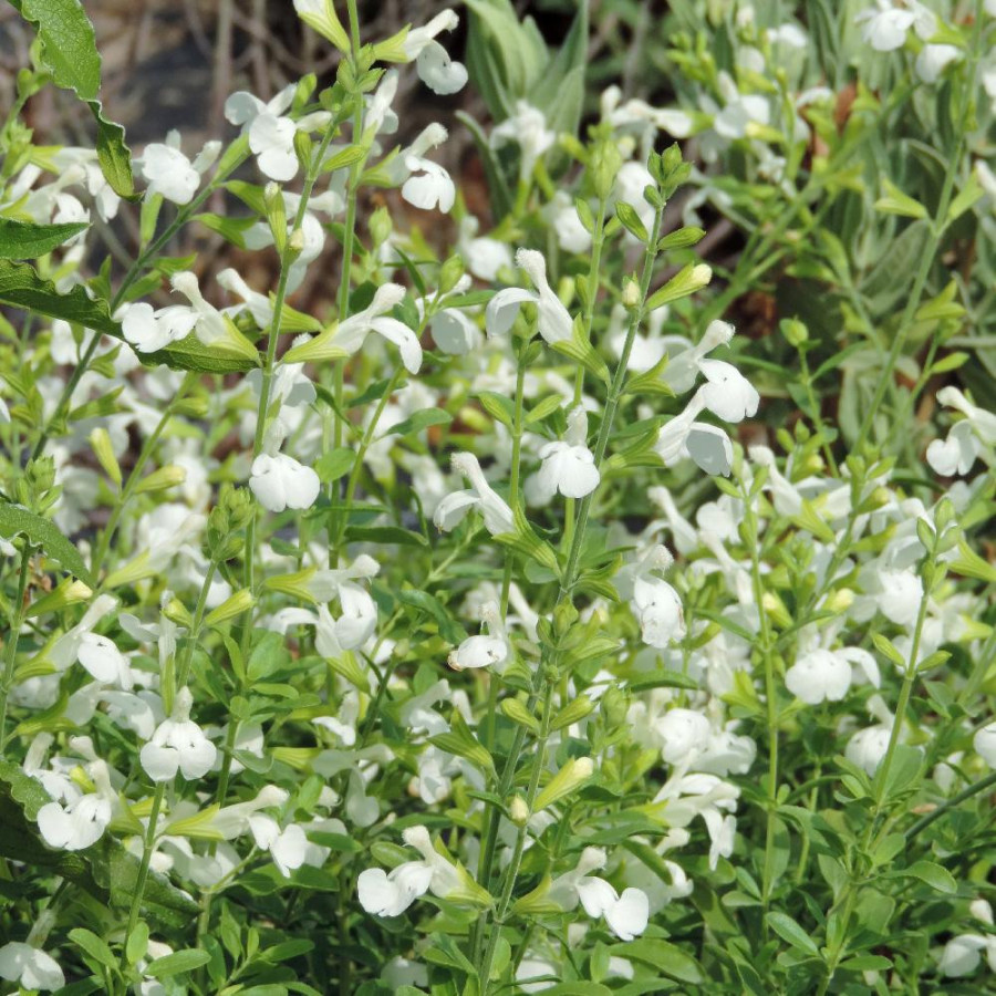 Plantes Vivaces SALVIA greggii 'Alba' - Sauge en vente - Pépinière Lepage .