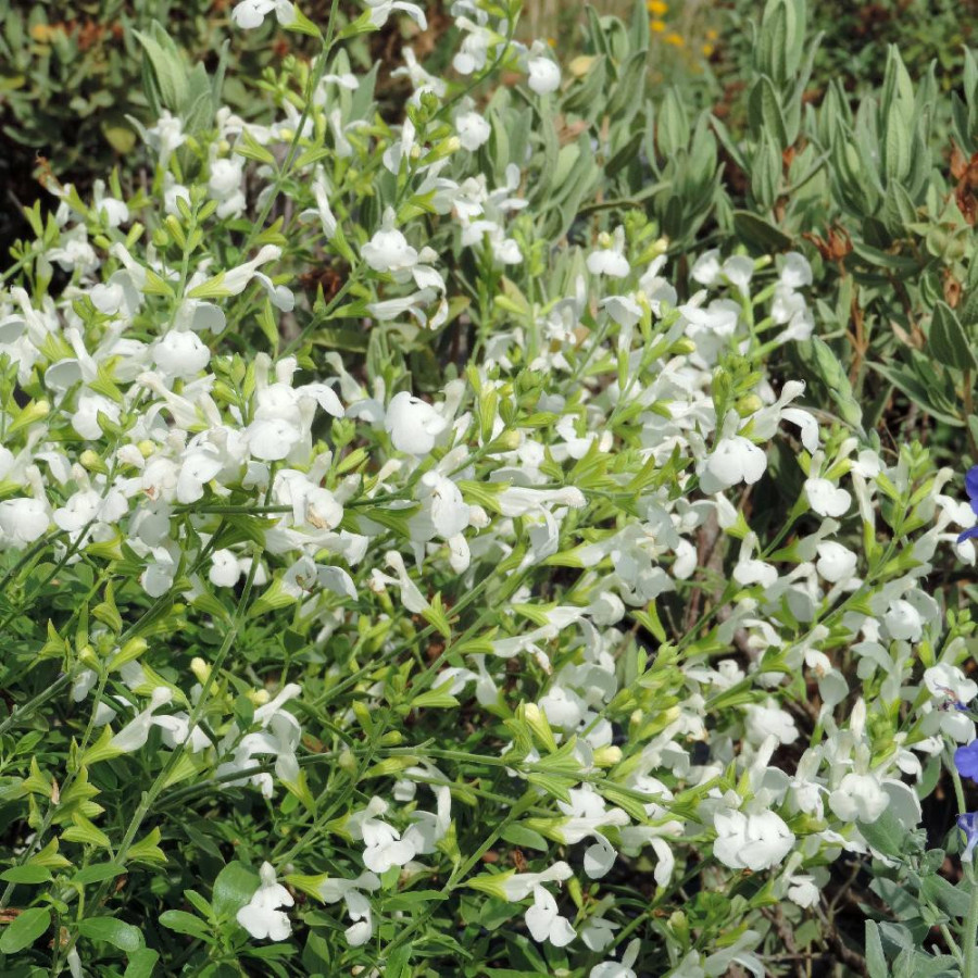 Plantes Vivaces SALVIA greggii 'Alba' - Sauge en vente - Pépinière Lepage .