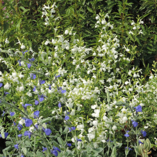Plantes Vivaces SALVIA greggii 'Alba' - Sauge en vente - Pépinière Lepage .