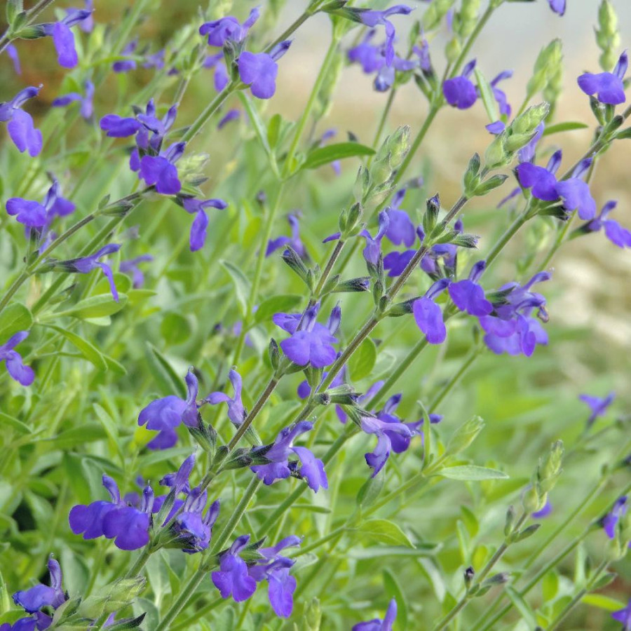 SALVIA greggii 'Blue Note' ®