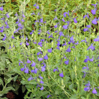 SALVIA greggii 'Blue Note' ®