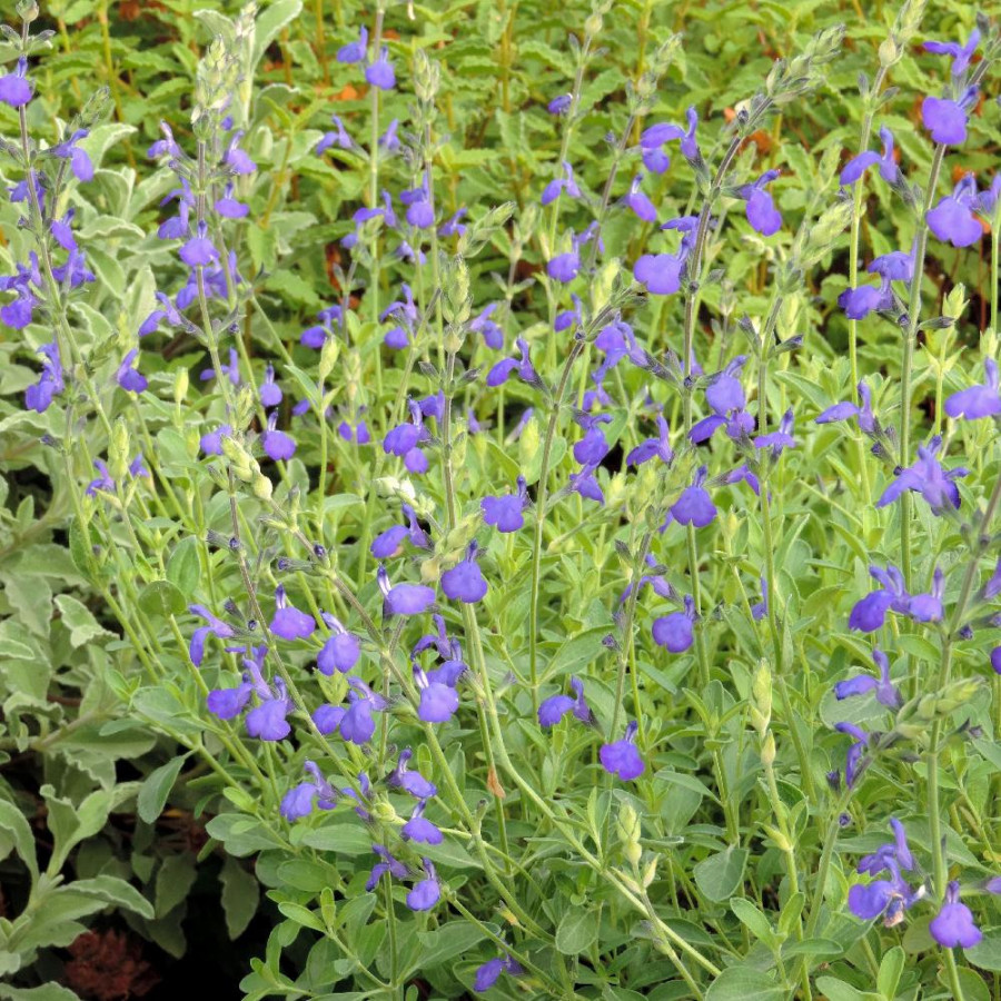 SALVIA greggii 'Blue Note' ®