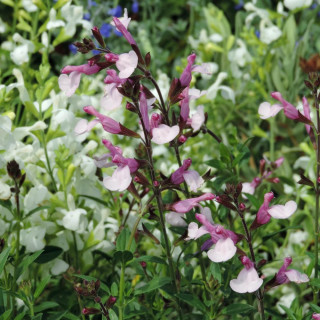 plantes-vivaces-salvia-greggii-joy-sauge-en-vente-pepiniere-lepage-