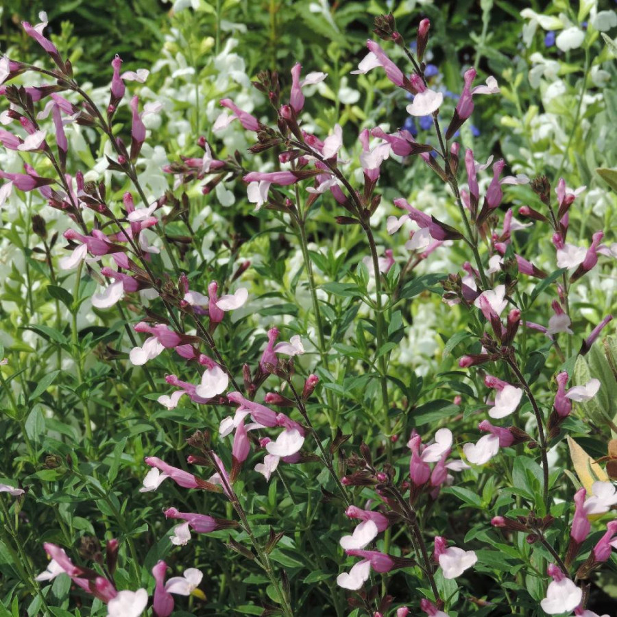 Plantes Vivaces SALVIA greggii 'Joy' - Sauge en vente - Pépinière Lepage .