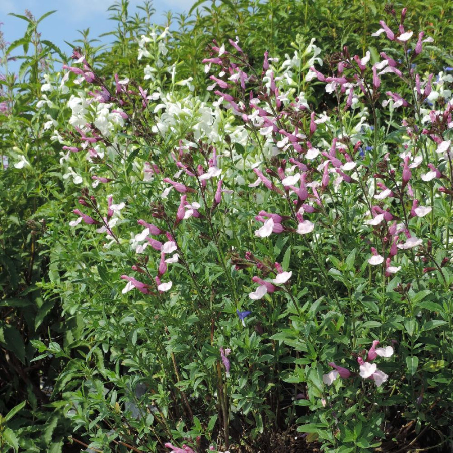 Plantes Vivaces SALVIA greggii 'Joy' - Sauge en vente - Pépinière Lepage .