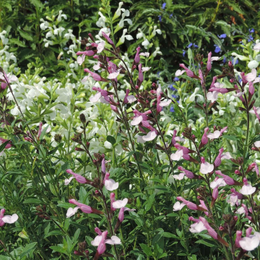 Plantes Vivaces SALVIA greggii 'Joy' - Sauge en vente - Pépinière Lepage .