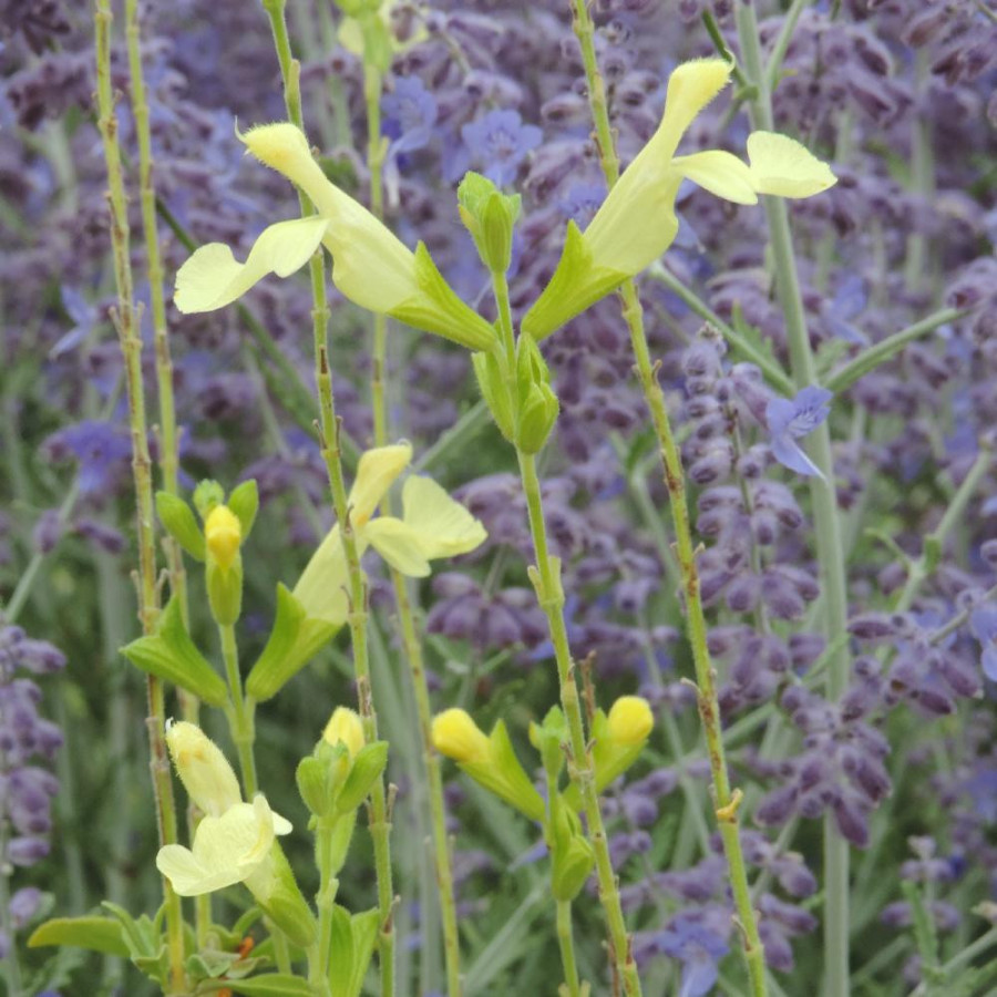 SALVIA greggii 'Lemon Light' (Suncrest series)