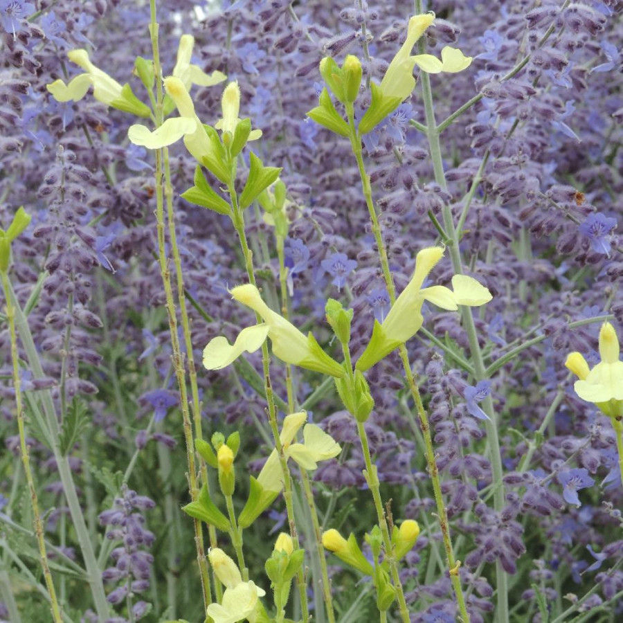 SALVIA greggii 'Lemon Light' (Suncrest series)