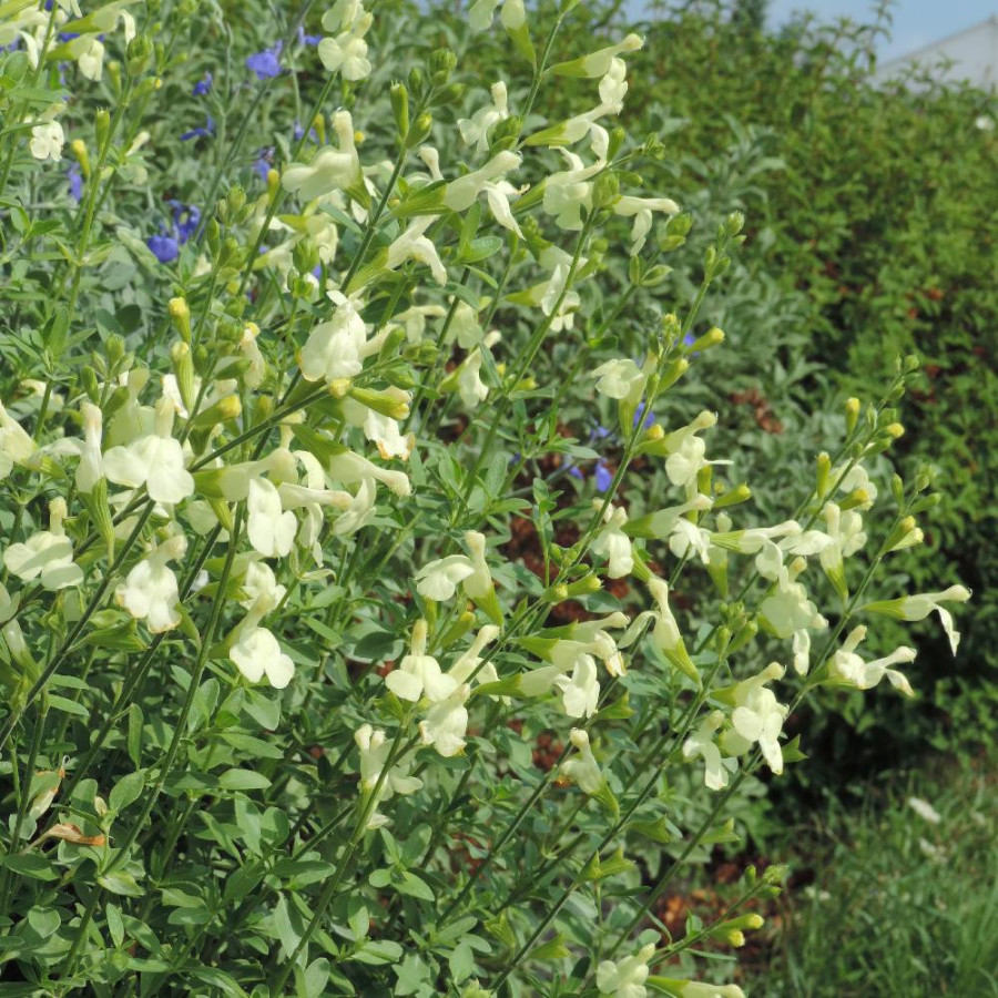 Plantes Vivaces SALVIA greggii 'Sungold' - Sauge en vente - Pépinière Lepage .