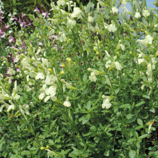 Plantes Vivaces SALVIA greggii 'Sungold' - Sauge en vente - Pépinière Lepage .