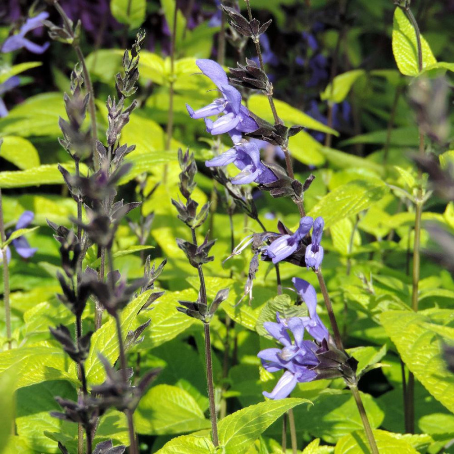 Plantes Vivaces SALVIA guaranitica 'Black and Blue' - Sauge en vente - Pépinière Lepage .