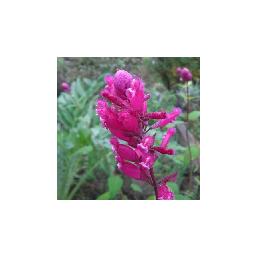 Plantes Vivaces SALVIA involucrata 'Bethellii' - Sauge en vente - Pépinière Lepage .