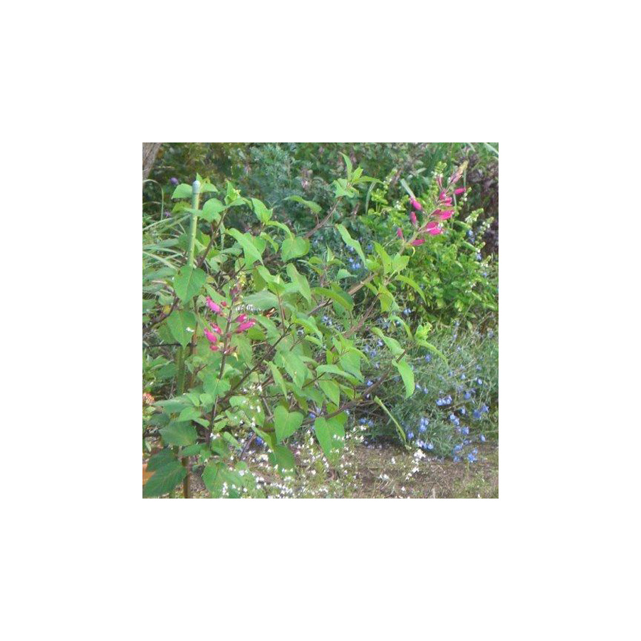 Plantes Vivaces SALVIA involucrata 'Bethellii' - Sauge en vente - Pépinière Lepage .