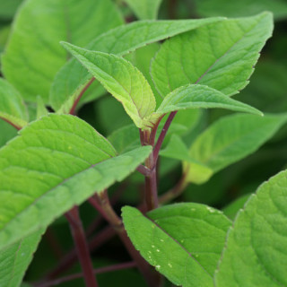 Plantes Vivaces SALVIA involucrata 'Bethellii' - Sauge en vente - Pépinière Lepage .