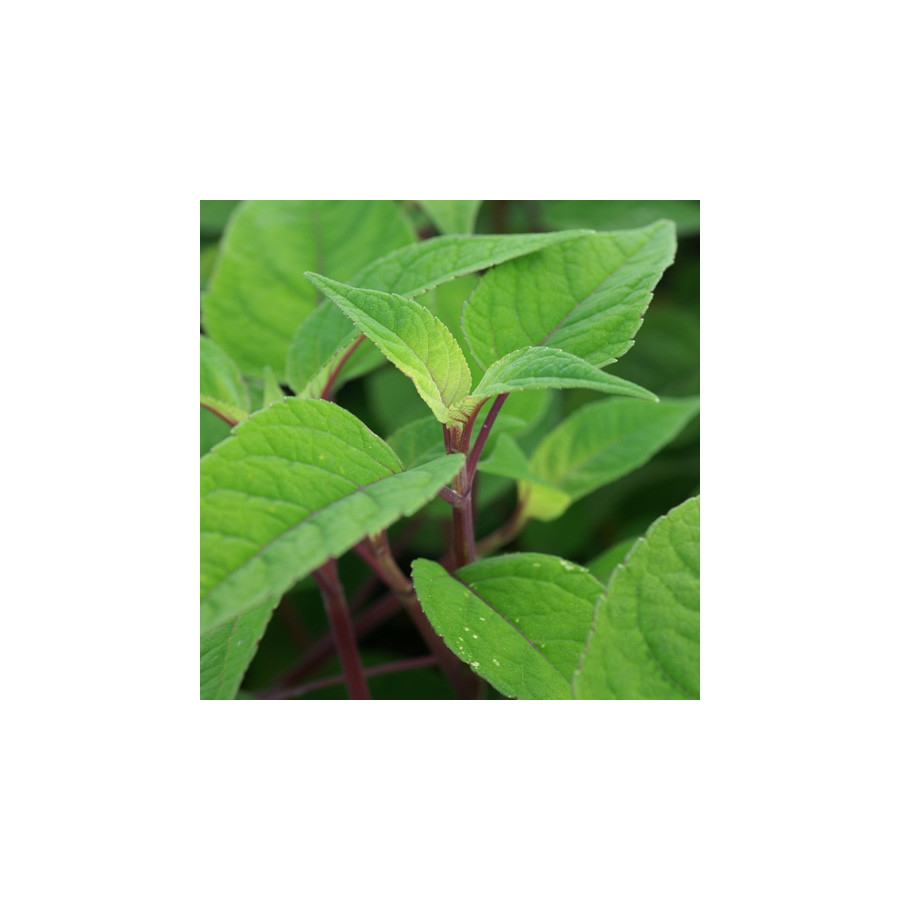 Plantes Vivaces SALVIA involucrata 'Bethellii' - Sauge en vente - Pépinière Lepage .