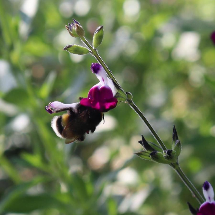 Plantes Vivaces SALVIA jamensis 'Amethyst Lips' ® - Sauge en vente - Pépinière Lepage .