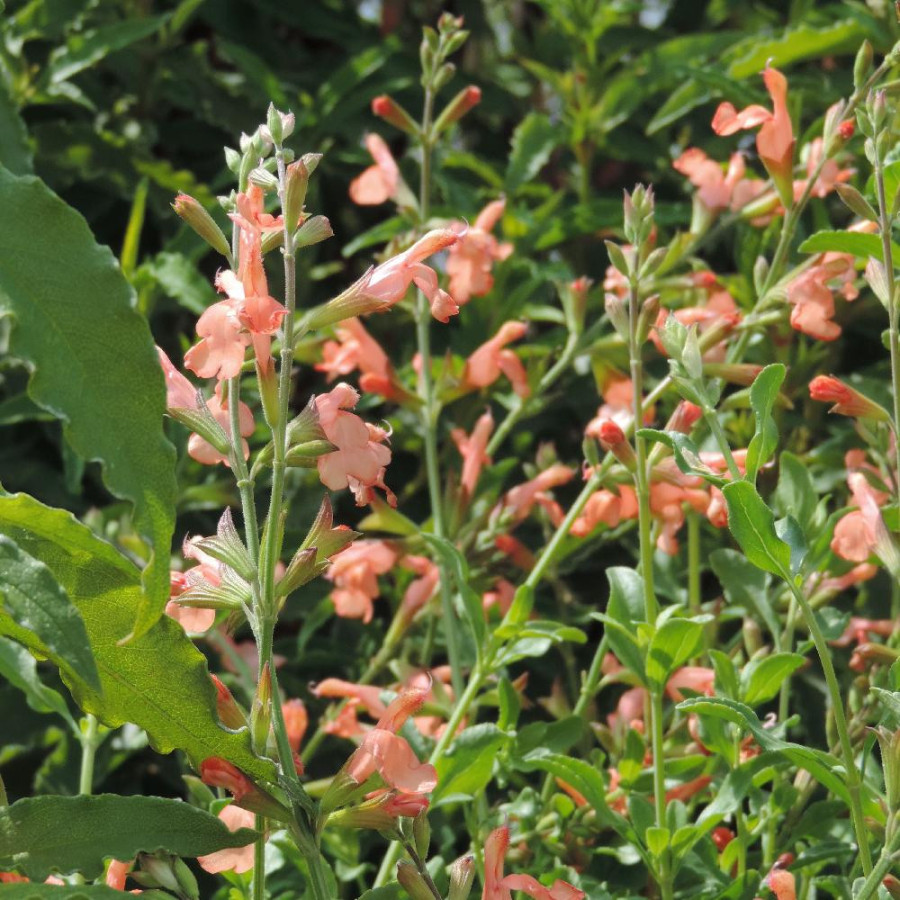 Plantes Vivaces SALVIA jamensis 'California Sunset' - Sauge en vente - Pépinière Lepage .