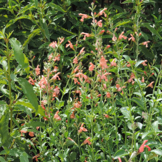 Plantes Vivaces SALVIA jamensis 'California Sunset' - Sauge en vente - Pépinière Lepage .