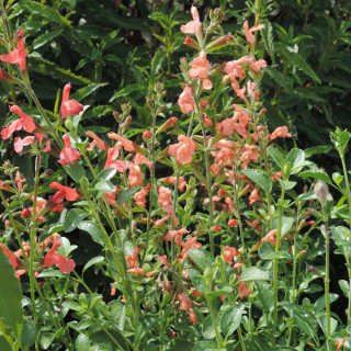 Plantes Vivaces SALVIA jamensis 'California Sunset' - Sauge en vente - Pépinière Lepage .