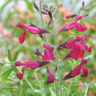plantes-vivaces-salvia-jamensis-raspberry-royale-sauge-en-vente-pepiniere-lepage-