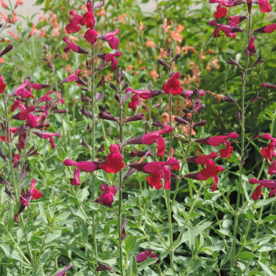 Plantes Vivaces SALVIA jamensis 'Raspberry Royale' - Sauge en vente - Pépinière Lepage .