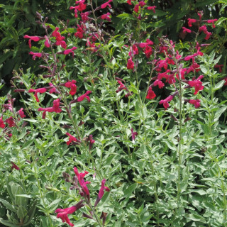 Plantes Vivaces SALVIA jamensis 'Raspberry Royale' - Sauge en vente - Pépinière Lepage .