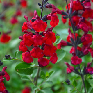 plantes-vivaces-salvia-jamensis-reve-rouge-R-en-vente-pepiniere-lepage-