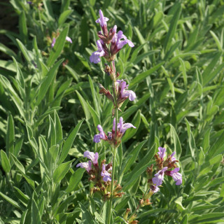 plantes-vivaces-salvia-lavandulifolia-sauge-en-vente-pepiniere-lepage-