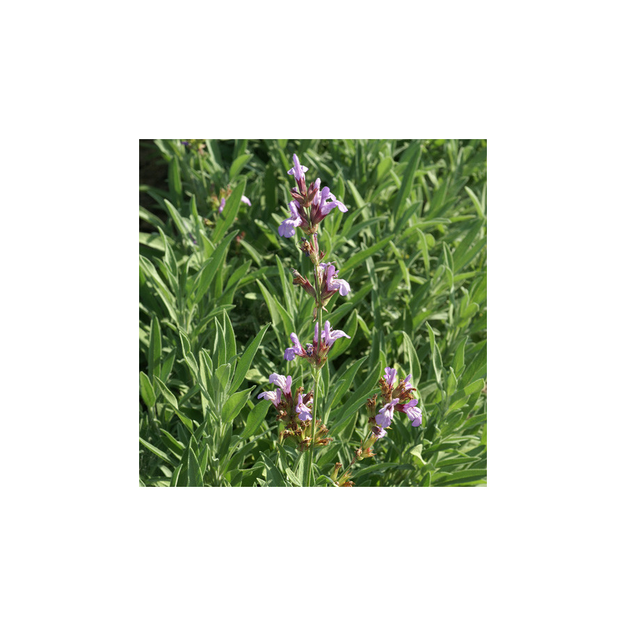 Plantes Vivaces SALVIA lavandulifolia - Sauge en vente - Pépinière Lepage .