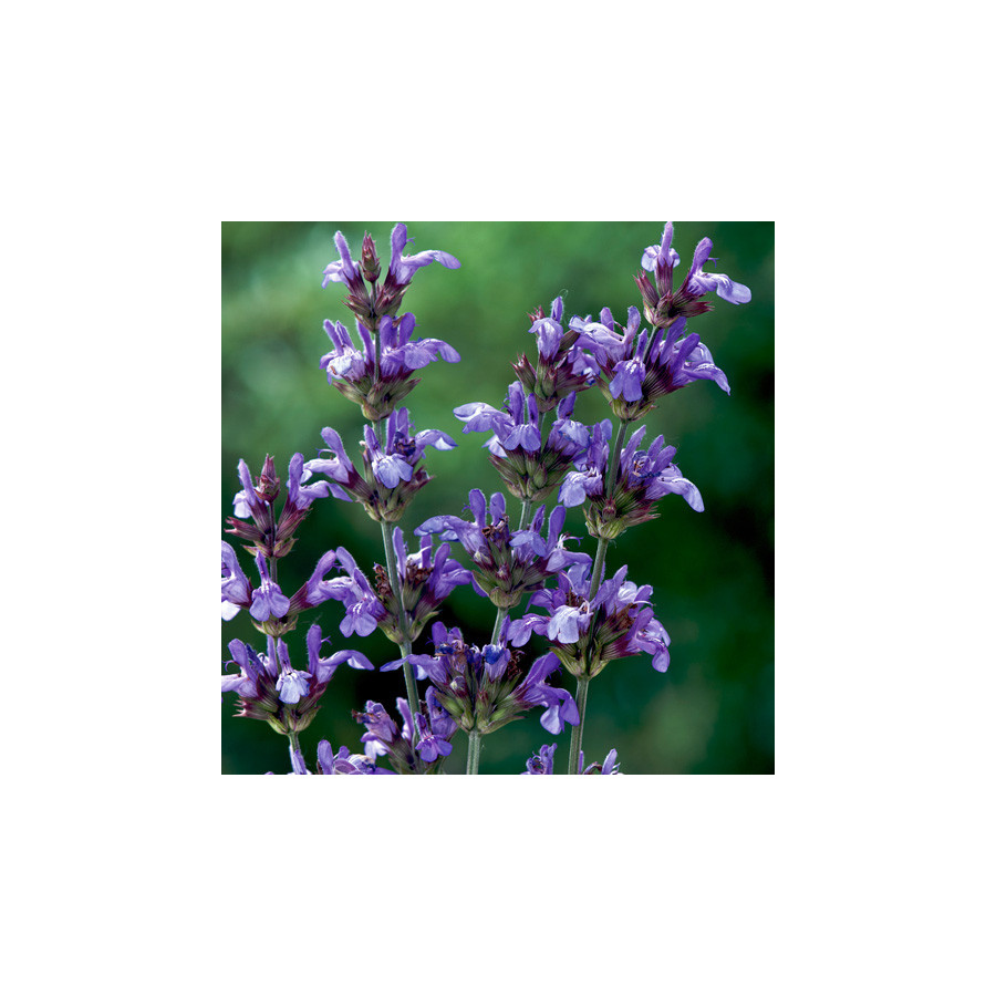 Plantes Vivaces SALVIA lavandulifolia - Sauge en vente - Pépinière Lepage .