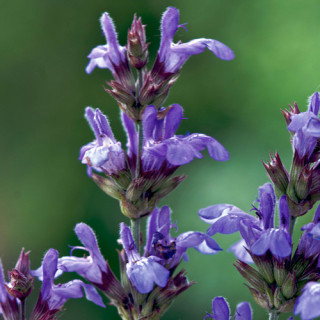 Plantes Vivaces SALVIA lavandulifolia - Sauge en vente - Pépinière Lepage .